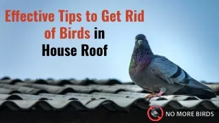 Effective Tips to Get Rid of Birds in House Roof