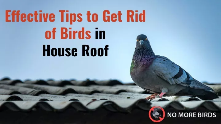 effective tips to get rid of birds in house roof