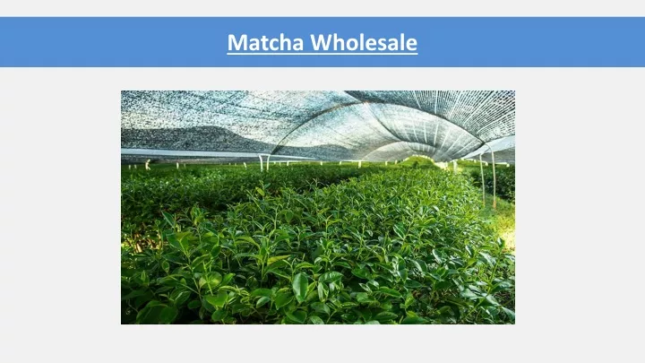 matcha wholesale