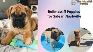 Bullmastiff Puppies for Sale in Nashville at The Mastiff Family