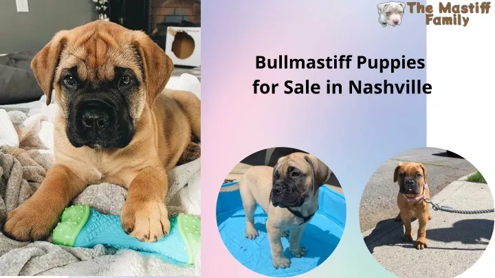 bullmastiff puppies for sale in nashville