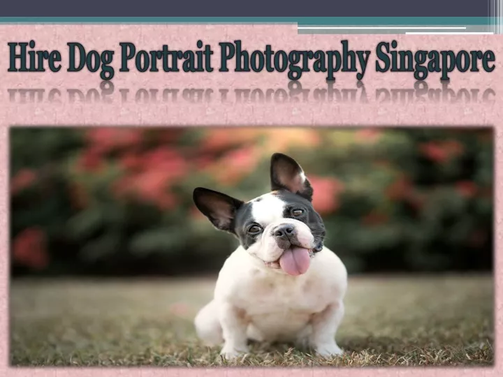 hire dog portrait photography singapore