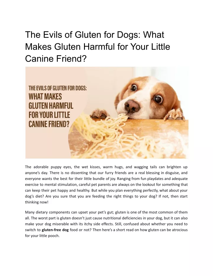 the evils of gluten for dogs what makes gluten