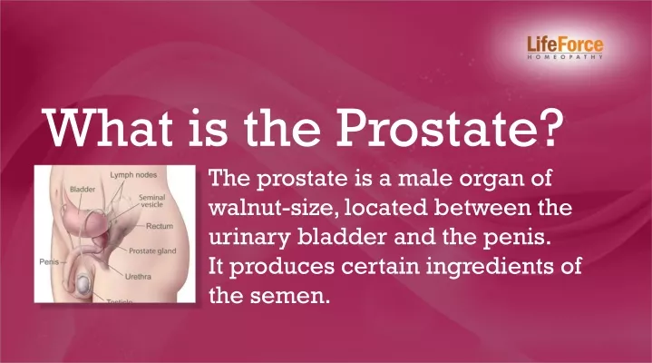 what is the prostate