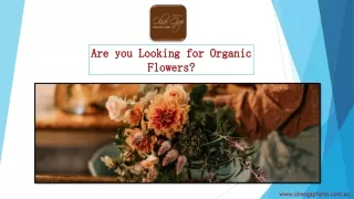 Are you Looking for Organic Flowers
