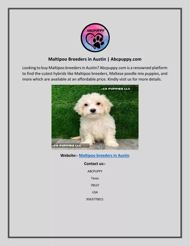 maltipoo breeders in austin abcpuppy com