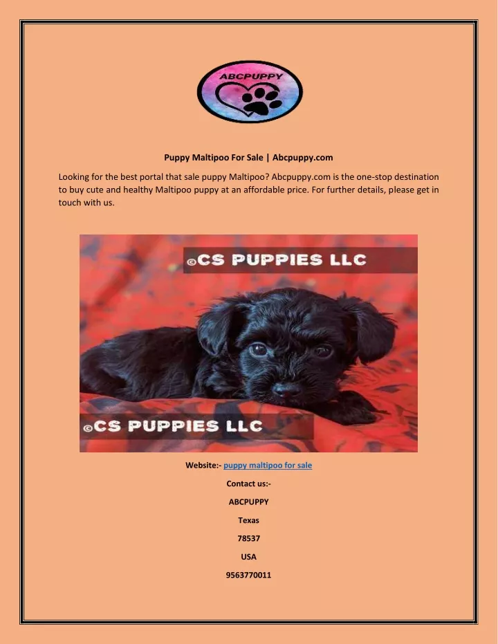 puppy maltipoo for sale abcpuppy com