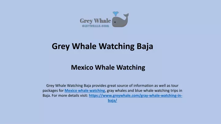 grey whale watching baja