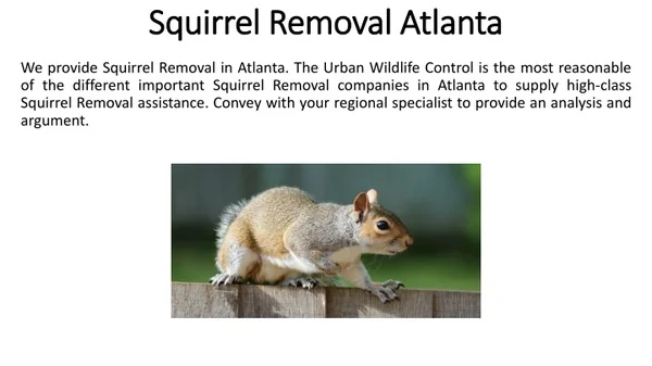 Squirrel Removal in Atlanta