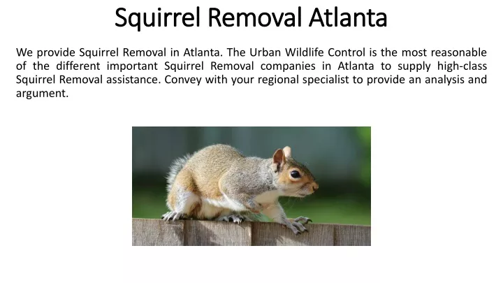 squirrel removal atlanta