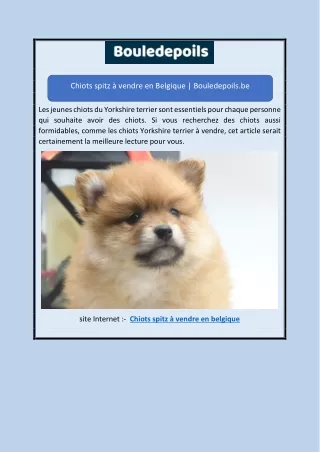 Chiots spitz à vendre en Belgique | Bouledepoils.be