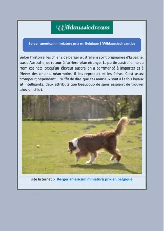 Berger américain miniature prix en Belgique | Wildaussiedream.be