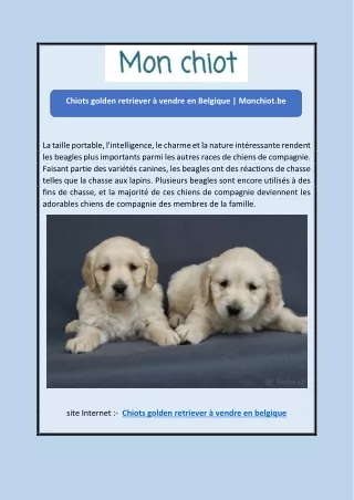 Chiots golden retriever à vendre en Belgique | Monchiot.be