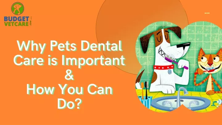 why pets dental care is important how you can do