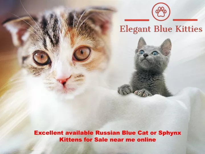 excellent available russian blue cat or sphynx