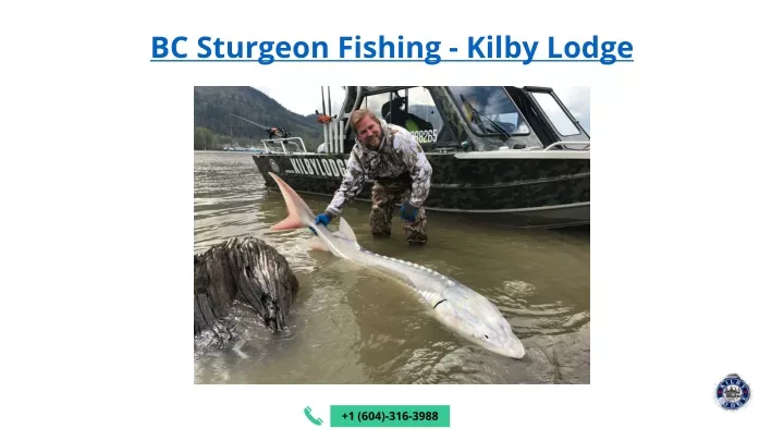 bc sturgeon fishing kilby lodge