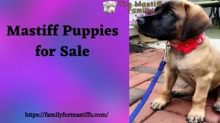 Healthy Mastiff Puppies for Sale at The Mastiff Family