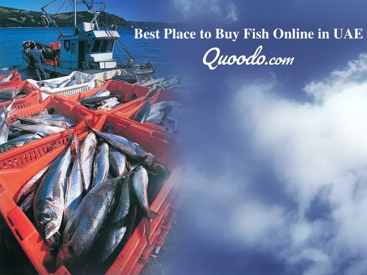 best place to buy fish online in uae