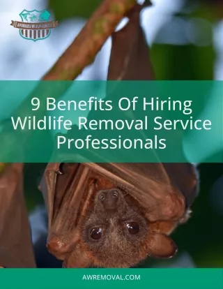 Wildlife Removal Services Orlando