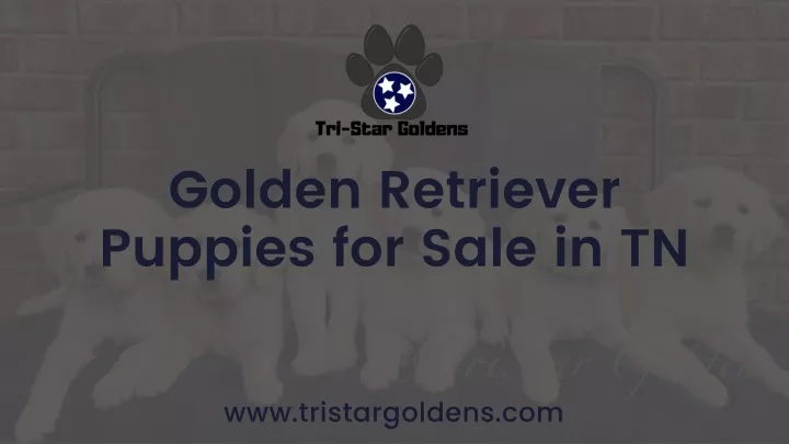 golden retriever puppies for sale in tn