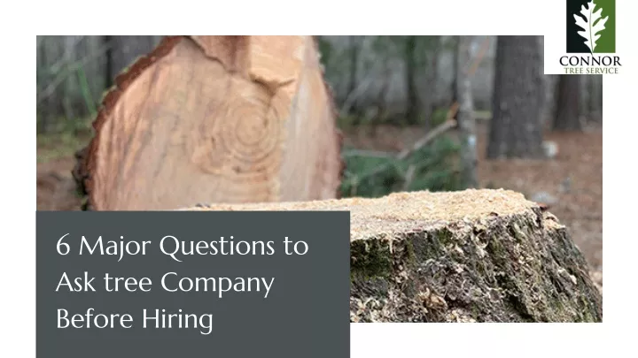 6 major questions to ask tree company before