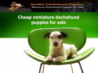 Cheap miniature dachshund puppies for sale