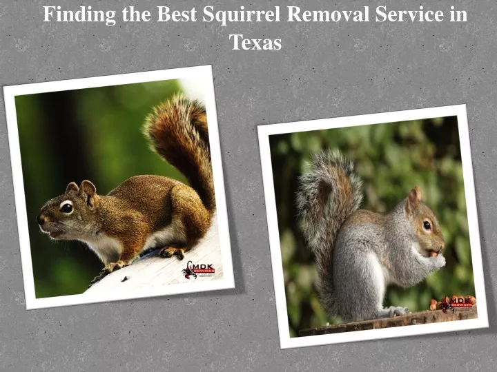 finding the best squirrel removal service in texas