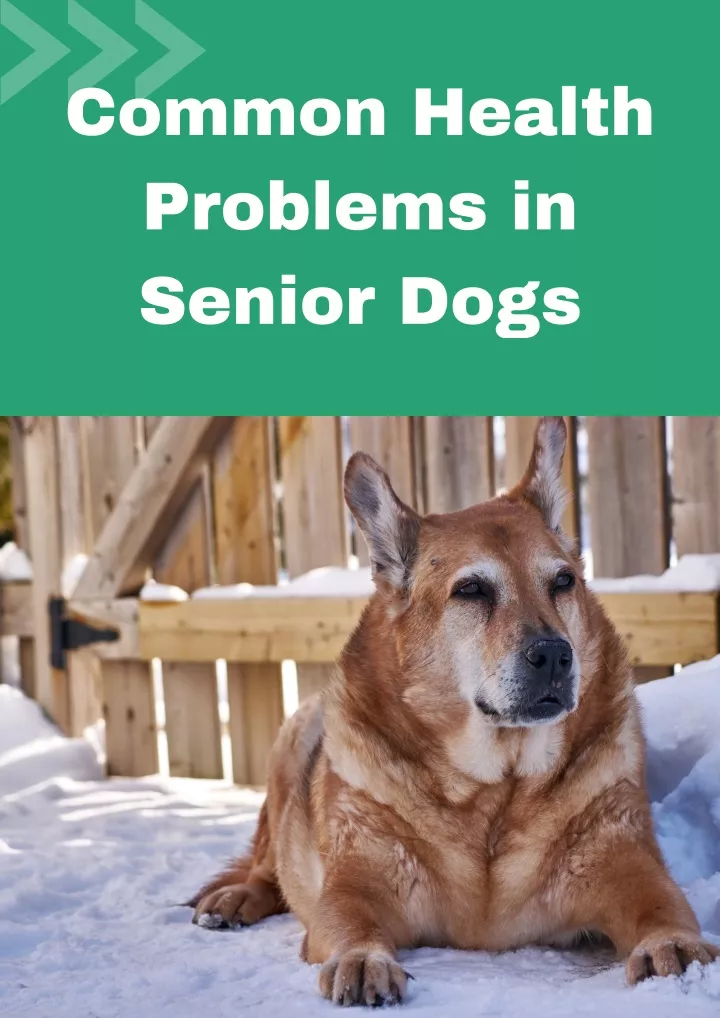 common health problems in senior dogs