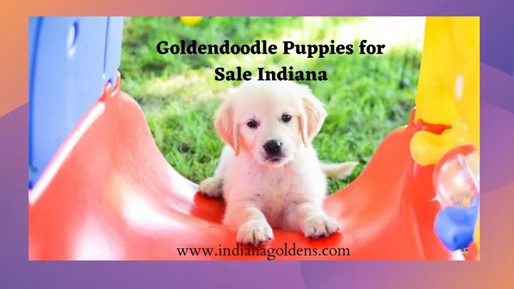 goldendoodle puppies for sale indiana