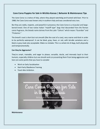 Cane Corso Puppies for Sale in Wichita Kansas