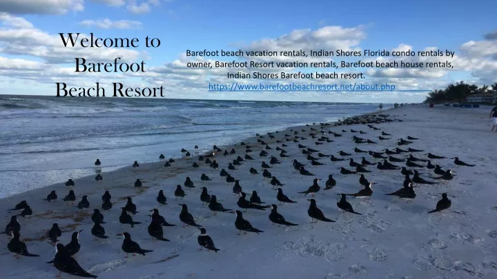 welcome to barefoot beach resort