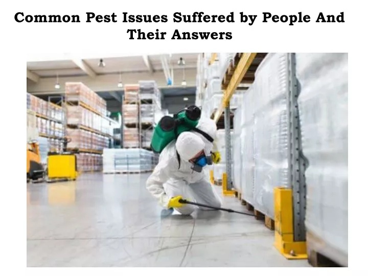 common pest issues suffered by people and their answers