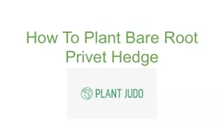 How To Plant Bare Root Privet Hedge