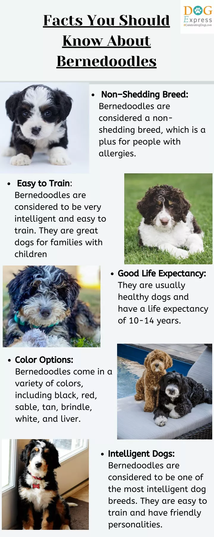 facts you should know about bernedoodles