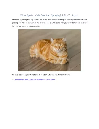 What Age Do Male Cats Start Spraying
