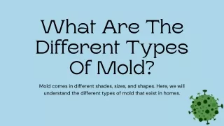 What Are The Different Types Of Mold?