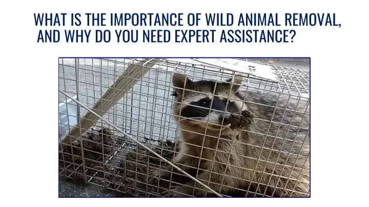 what is the importance of wild animal removal and why do you need expert assistance