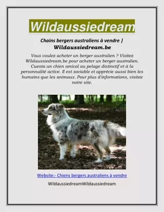 Chiens bergers australiens à vendre | Wildaussiedream.be