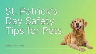 St. Patrick’s Day Safety Tips for Pets