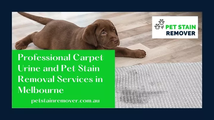 professional carpet urine and pet stain removal