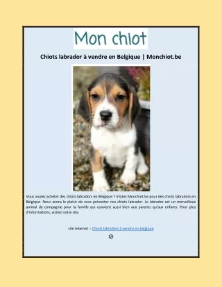 Chiots labrador à vendre en Belgique | Monchiot.be