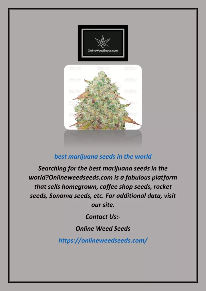 best marijuana seeds in the world