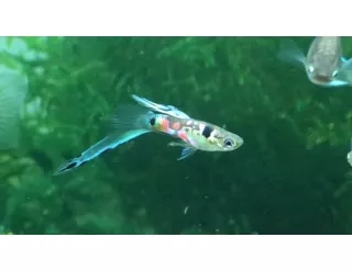 guppies for sale - nice poeci PNG