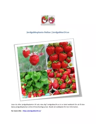 Jordgubbsplanta Online | Jordgubbar24.se