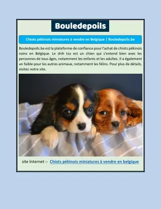 Chiots pékinois miniatures à vendre en Belgique | Bouledepoils.be