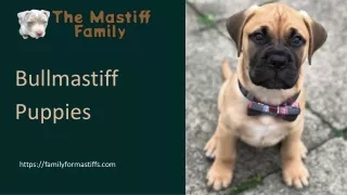 Healthy Breeds Bullmastiff Puppies for sale – Family for Mastiffs