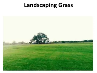 landscaping grass