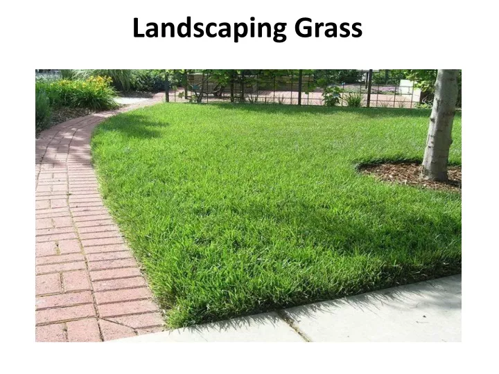 landscaping grass