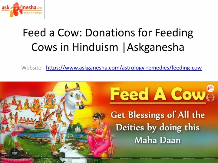 feed a cow donations for feeding cows in hinduism askganesha
