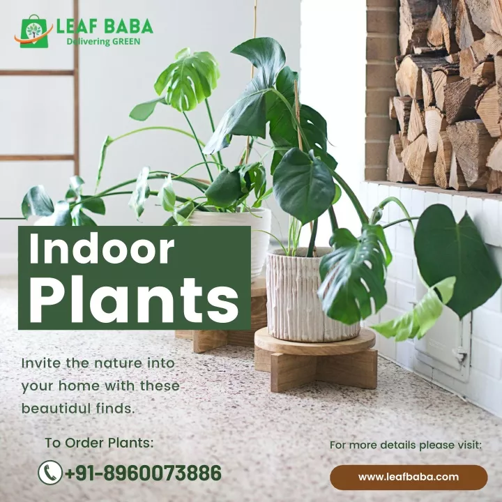 indoor plants invite the nature into your home